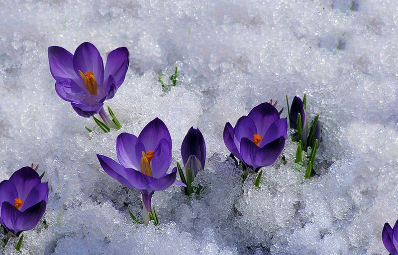 mongolia spring flowers 